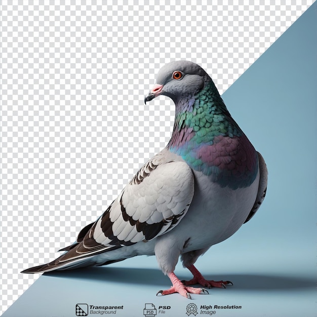 PSD pigeon bird isolated on transparent background