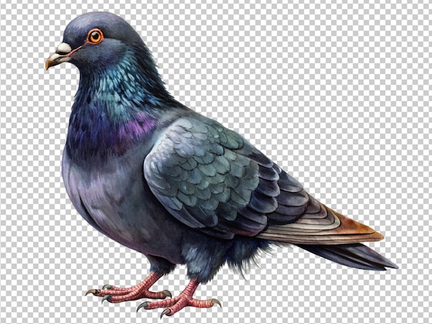 PSD の鳥