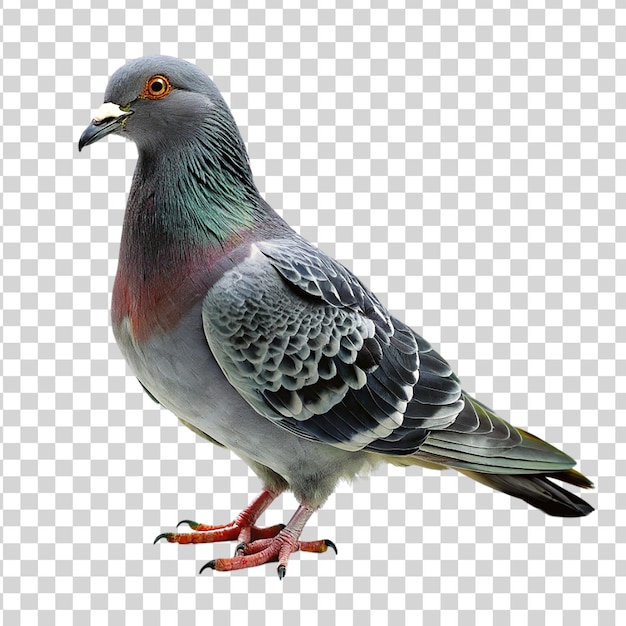 PSD pigeon isolated on transparent background