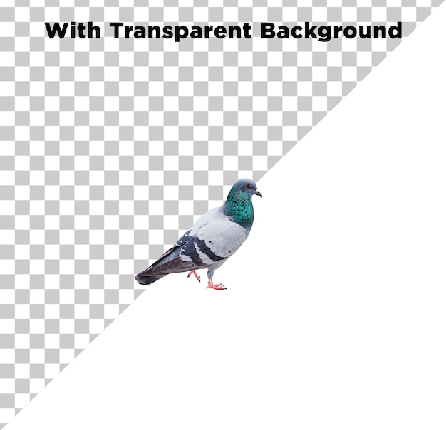 PSD pigeon kabutar without background