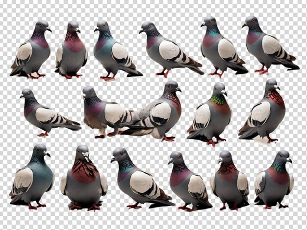 Pigeon png