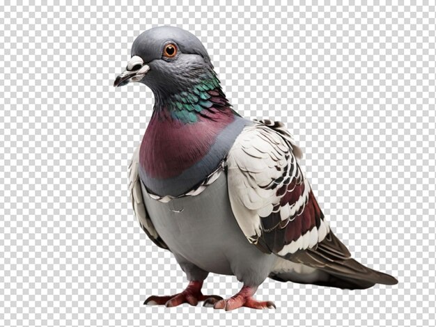 PSD pigeon png