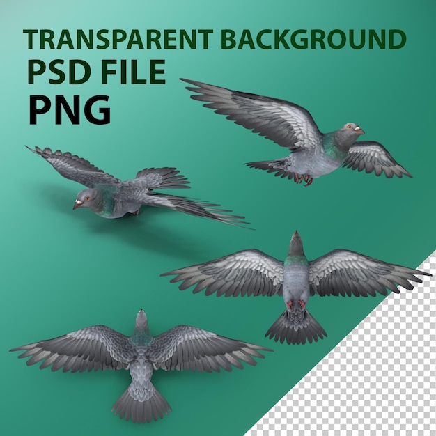 PSD pigeon png