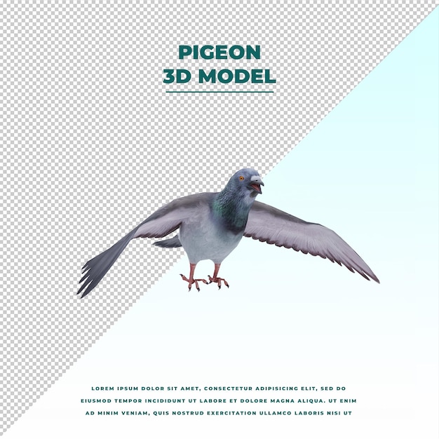 Pigeon