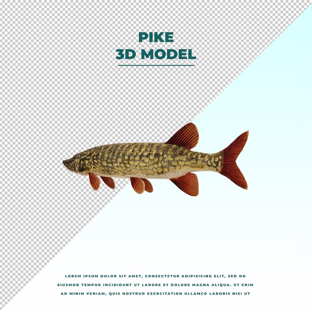 PSD pike fish isolated