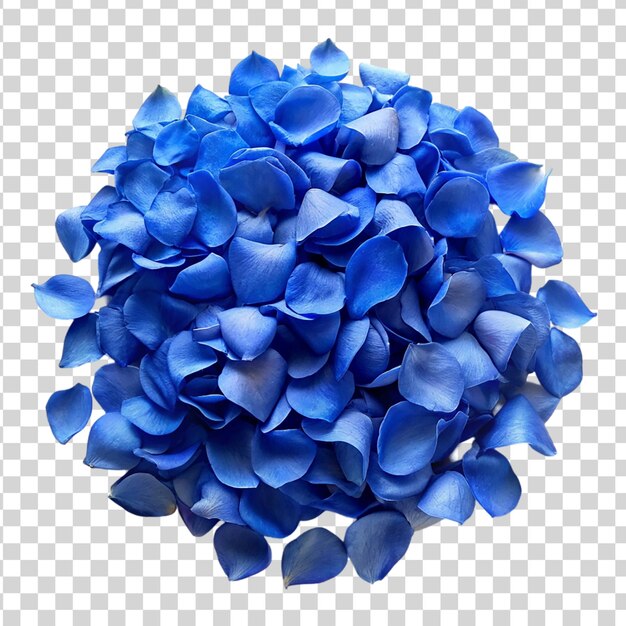 Pile of blue rose petals isolated on transparent background