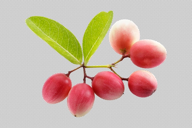 pile of karonda fruit carissa carandas l karanda carunda isolated on a transparent background