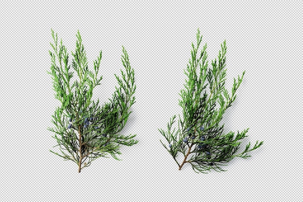 PSD pine 3d branches movable isolated elements