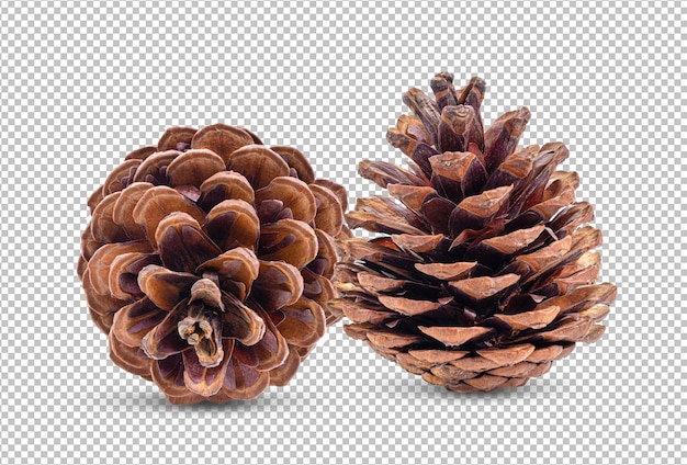 pine cone isolated on alpha layer