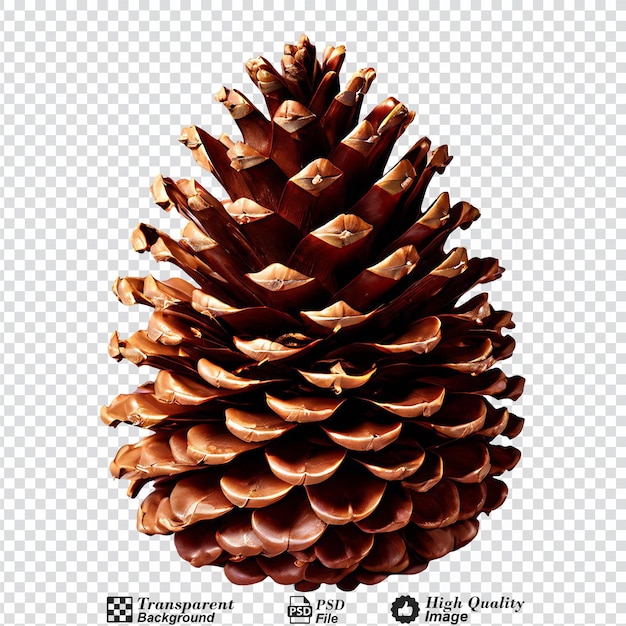 PSD pine cone isolated on transparent background