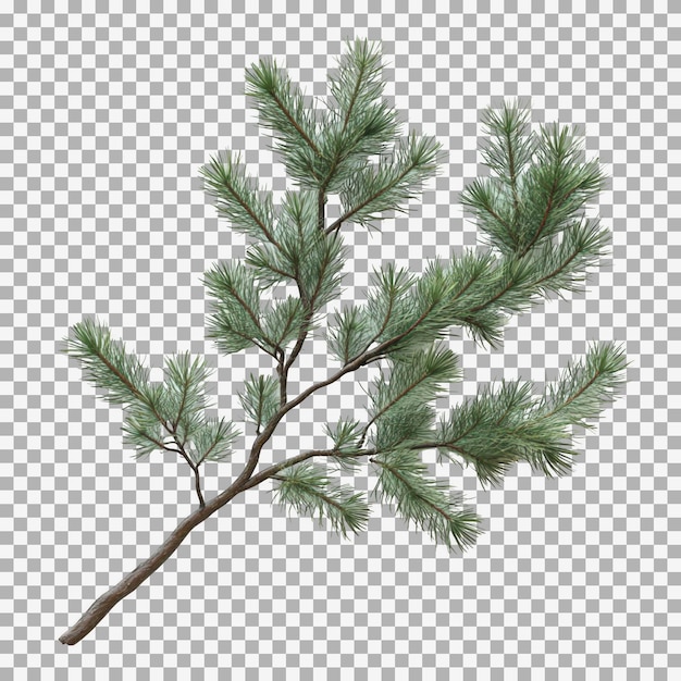 Pine tree branch isolated on transparent background 3D rendering