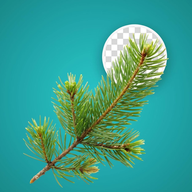 PSD pine tree branches and leaves custom scene isolated on transparent background 3d rendering