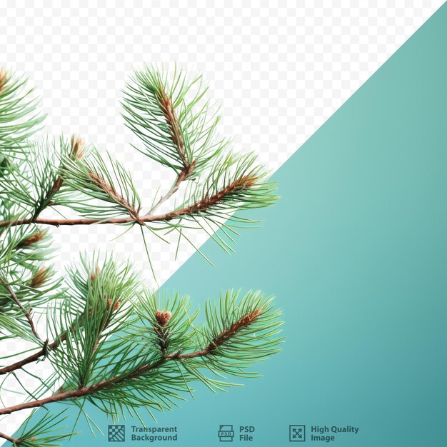 PSD a pine tree is in front of a screen that says 