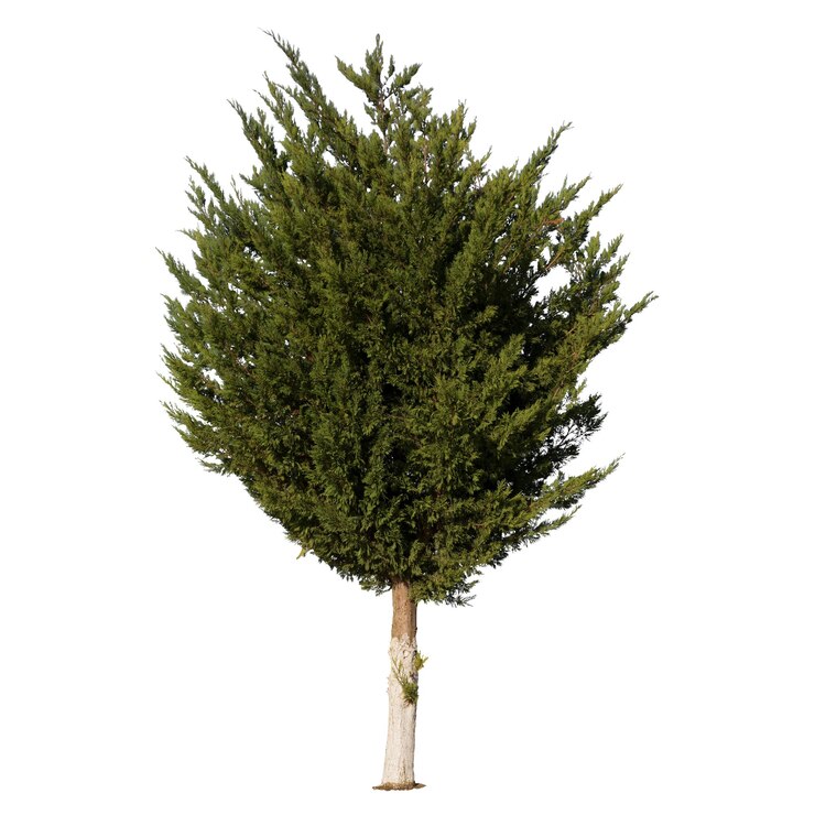 PSD a pine tree is standing in the middle of a white background