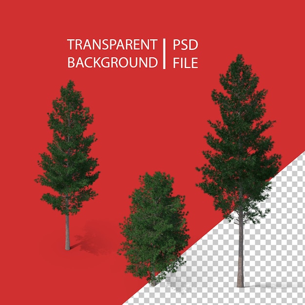 PSD pine tree png