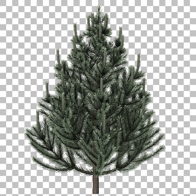 pine tree realistic render