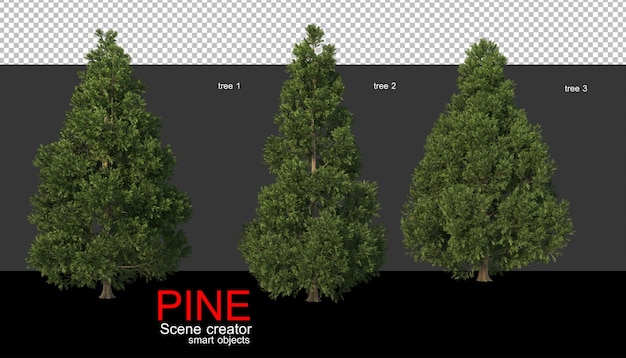 Pine trees of various sizes