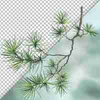 PSD pine twig isolated on transparent background