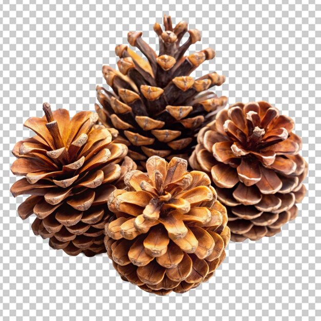 PSD pinecones on transparent bg