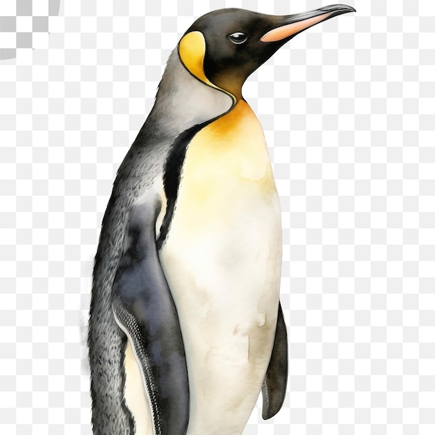 PSD pingwin pingwin - pingwin png do pobrania