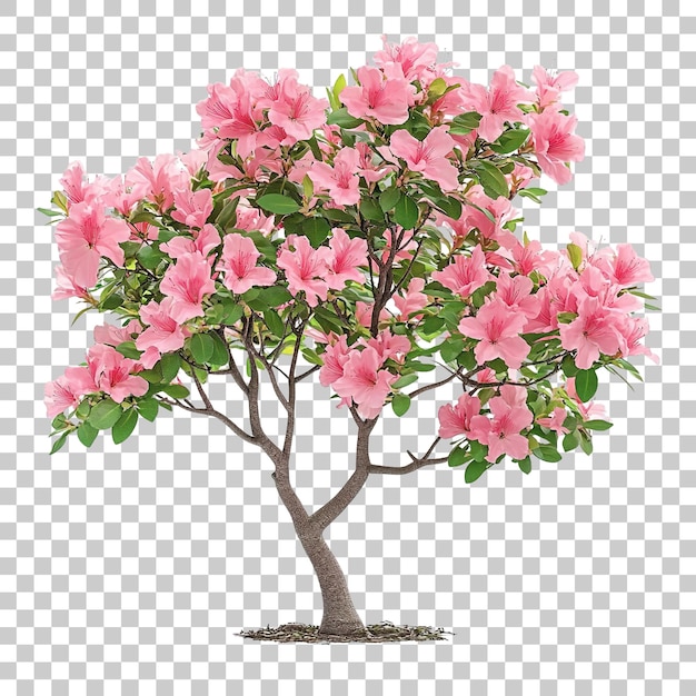 Pink Azalea Bush with Richly Blooming Flowers
