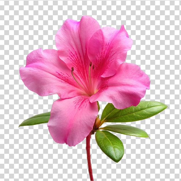 Fiore di azalea rosa isolato su uno sfondo trasparente