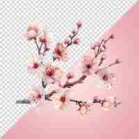 PSD pink blossom flowers png