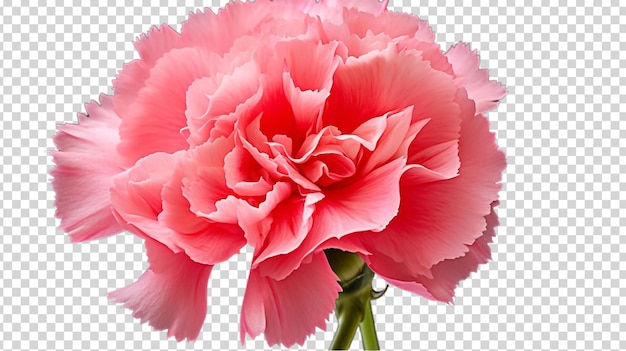 PSD pink carnation flower isolated on white background