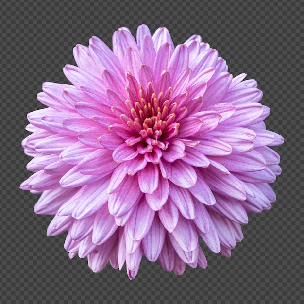 PSD rendering isolato fiore di crisantemo rosa