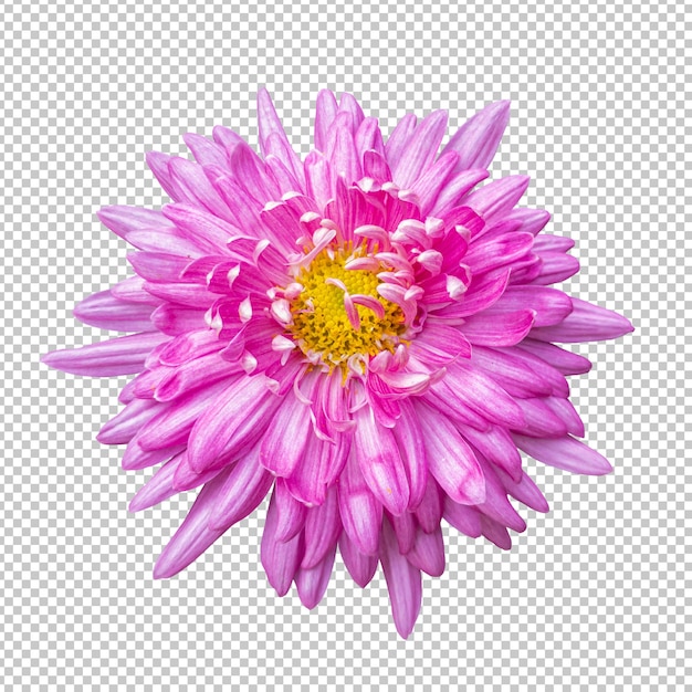 PSD pink chrysanthemum flower isolated rendering