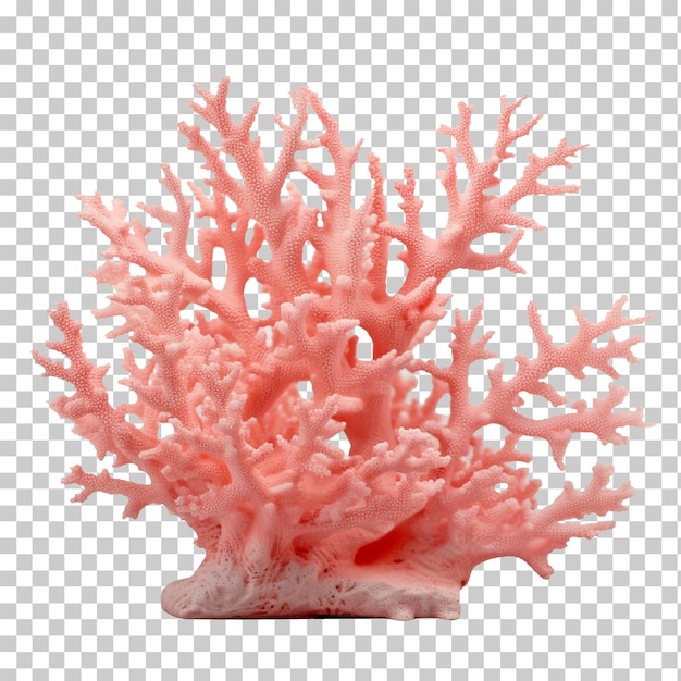 PSD pink coral isolated on transparent background png psd