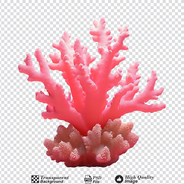 PSD pink coral isolated on transparent background