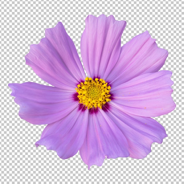 Pink cosmos flower isolated rendering