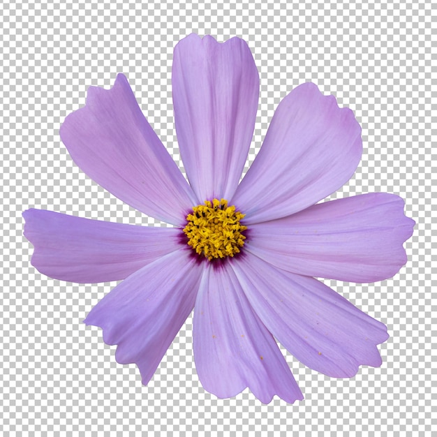 Pink cosmos flower isolated rendering