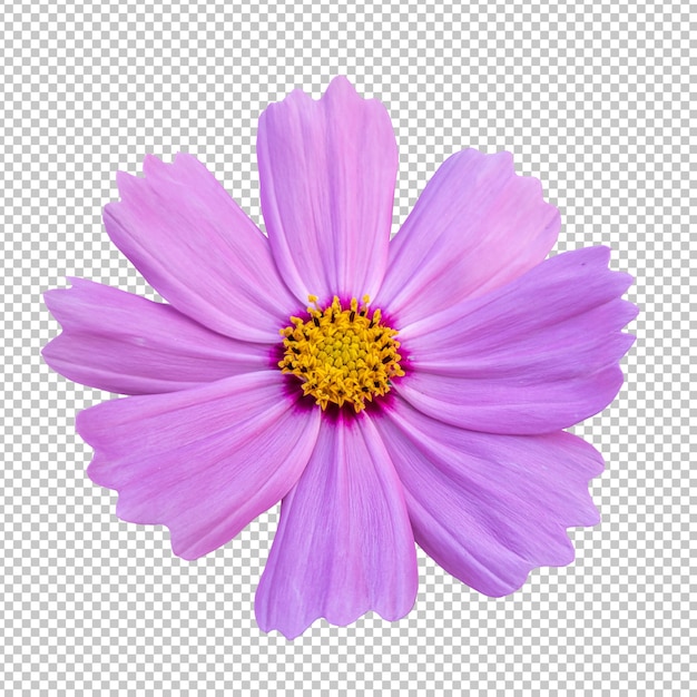 Pink cosmos flower isolated rendering