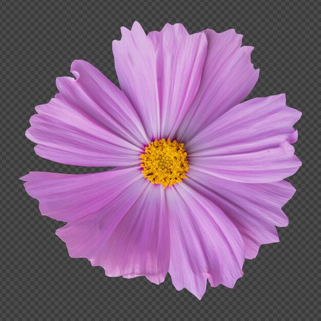 Pink cosmos flower isolated rendering