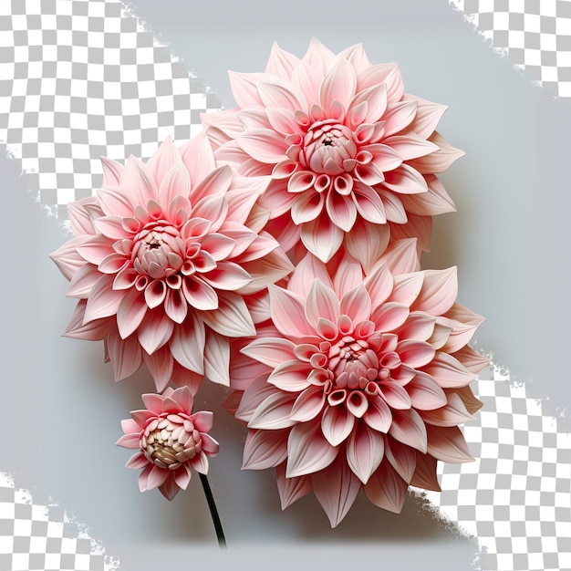 PSD pink dahlia blossoms against a transparent background are stunning