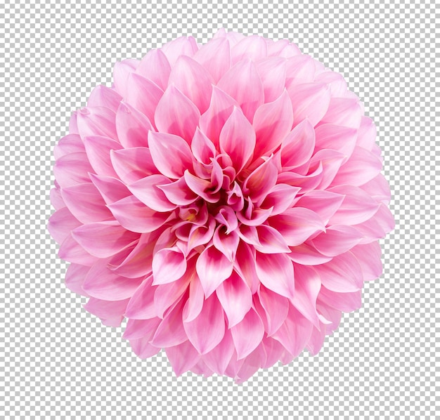 PSD粉红色的大丽花在孤立的白色背景上绽放。花卉对象修剪路径。