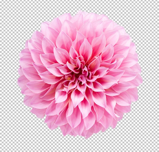 Pink Dahlia flower blooming branches  on isolated white background.Floral object clipping path.