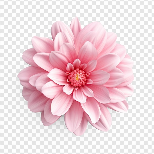 Pink flower hyper realistic isolated on transparency background psd