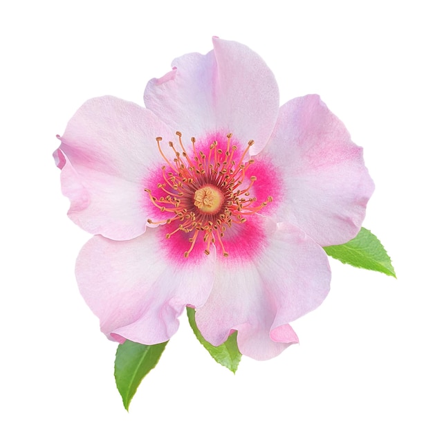 Un fiore rosa isolato file jpg e psd