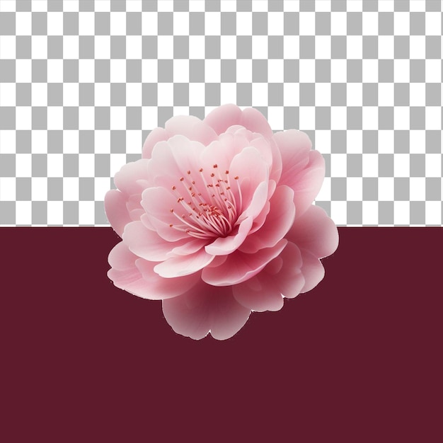 PSD 투명한 배경에서 고립된 분홍색 꽃 ai 생성