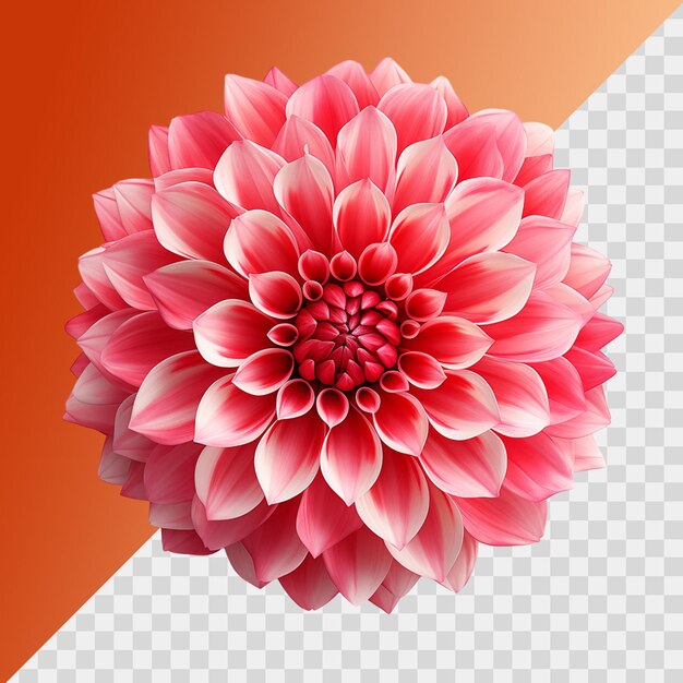 PSD pink flower isolated on transparent background