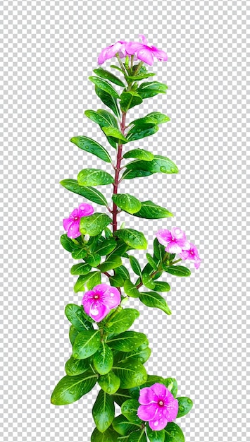 PSD Розовый цветок на капле дождя зеленый лист ветка дерева png ботаника лекарственные растения растения тропические цветочные с