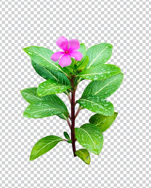 PSD Розовый цветок на капле дождя зеленый лист ветка дерева png цветок розовый зеленый природа растение листва эко