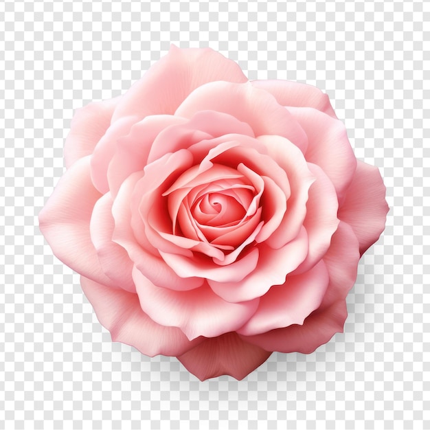 PSD 透明な背景のピンクの花 psd