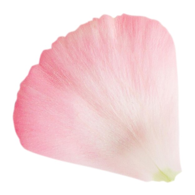 PSD pink flower petal on a blank background