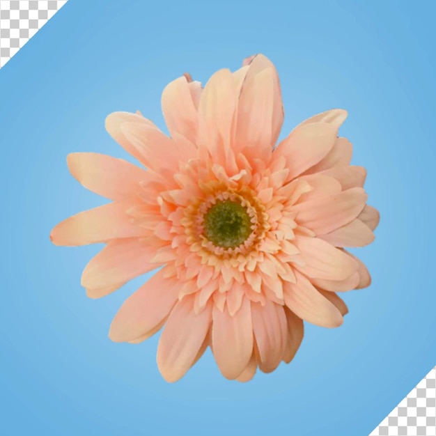 pink flower psd transparent background