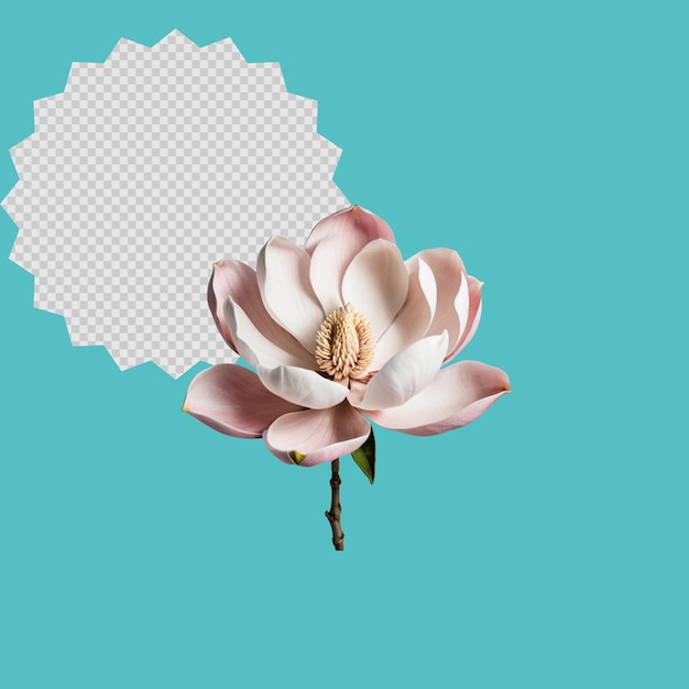 pink flower teal background transparent