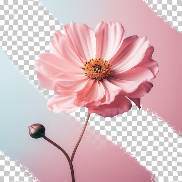 Pink flower on a transparent background in isolation